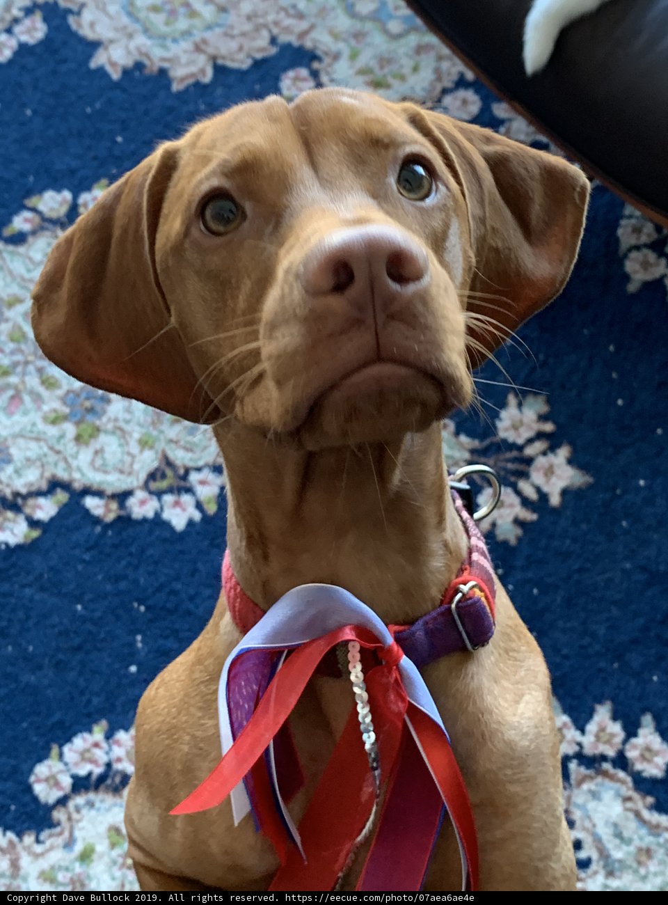 Regal Pup with a Pop of Red