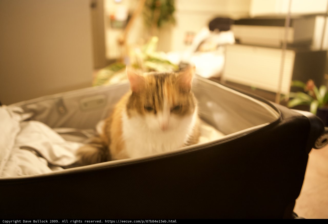 Jet-Setter Kitty