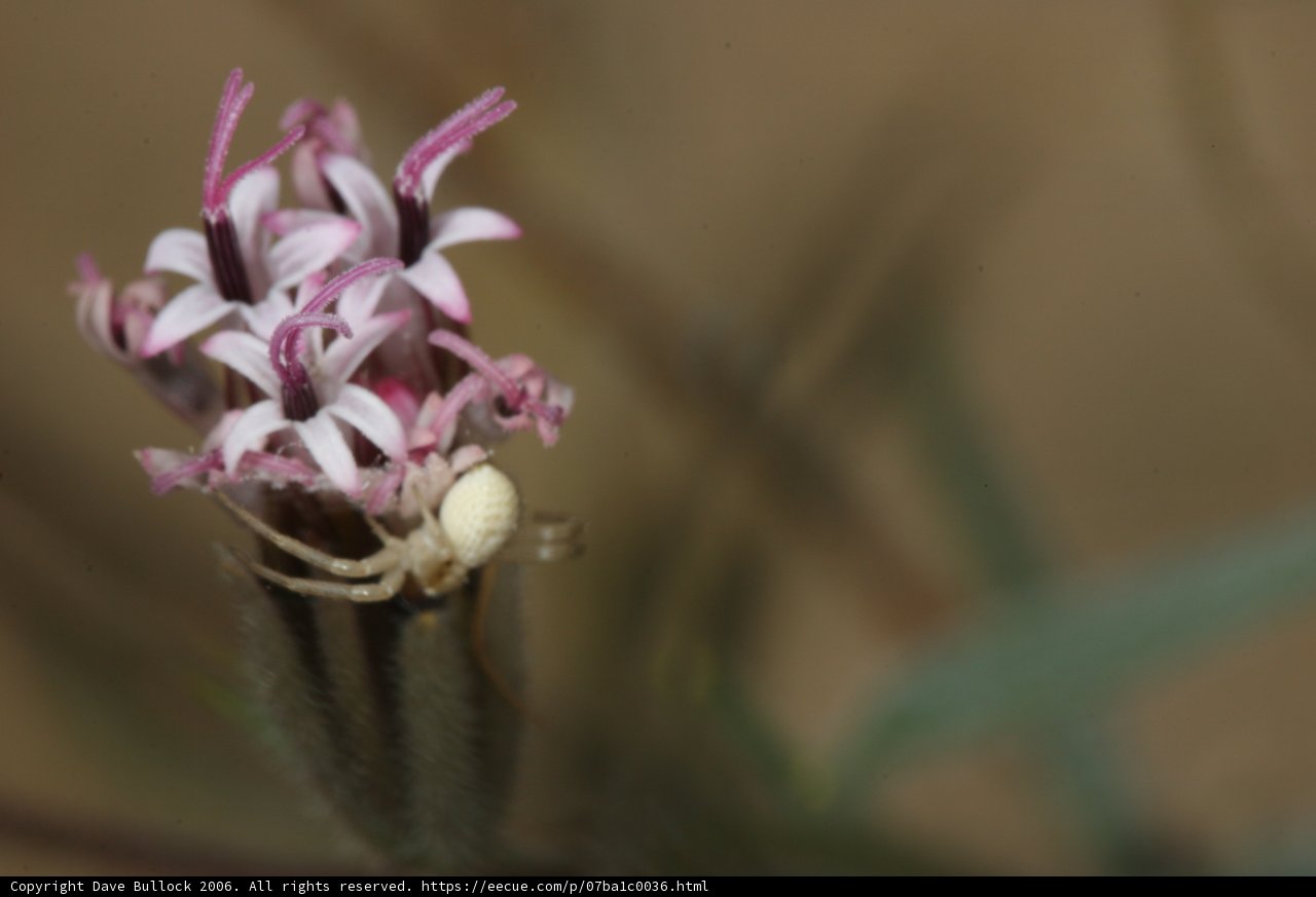 Spider on Wild Orchid