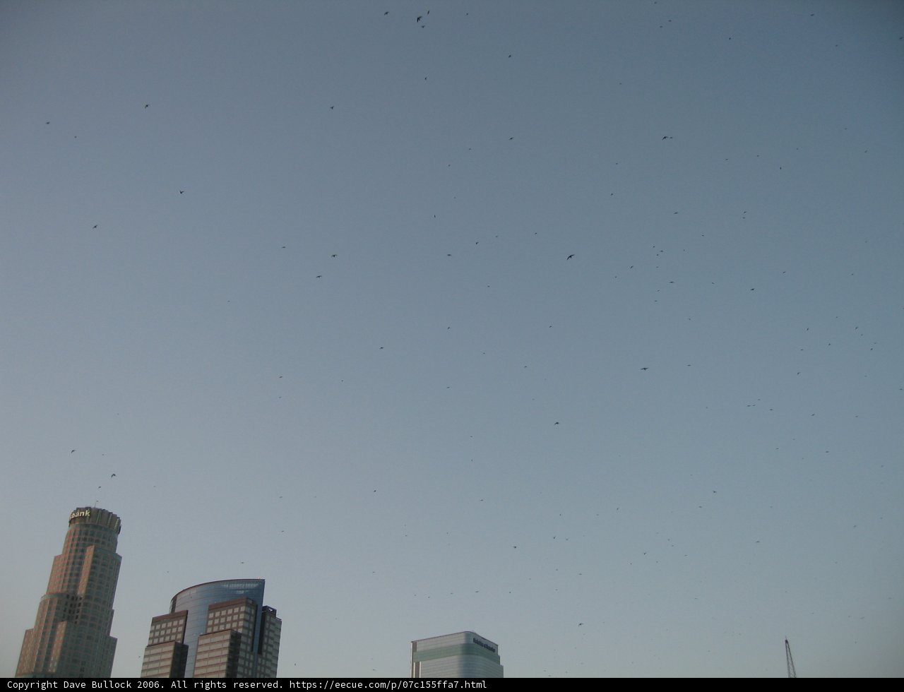 Birds Soaring Above Urban Jungle