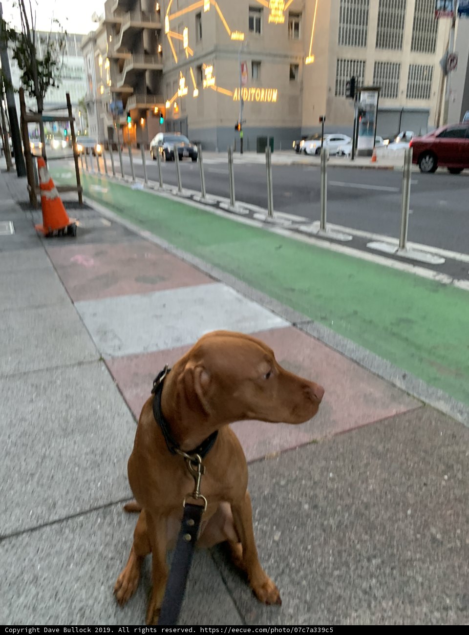 A Canine Companion on the Sidewalk