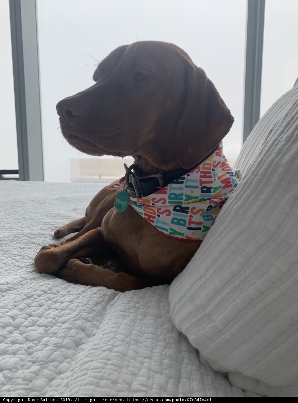 Pup-sitting in San Francisco