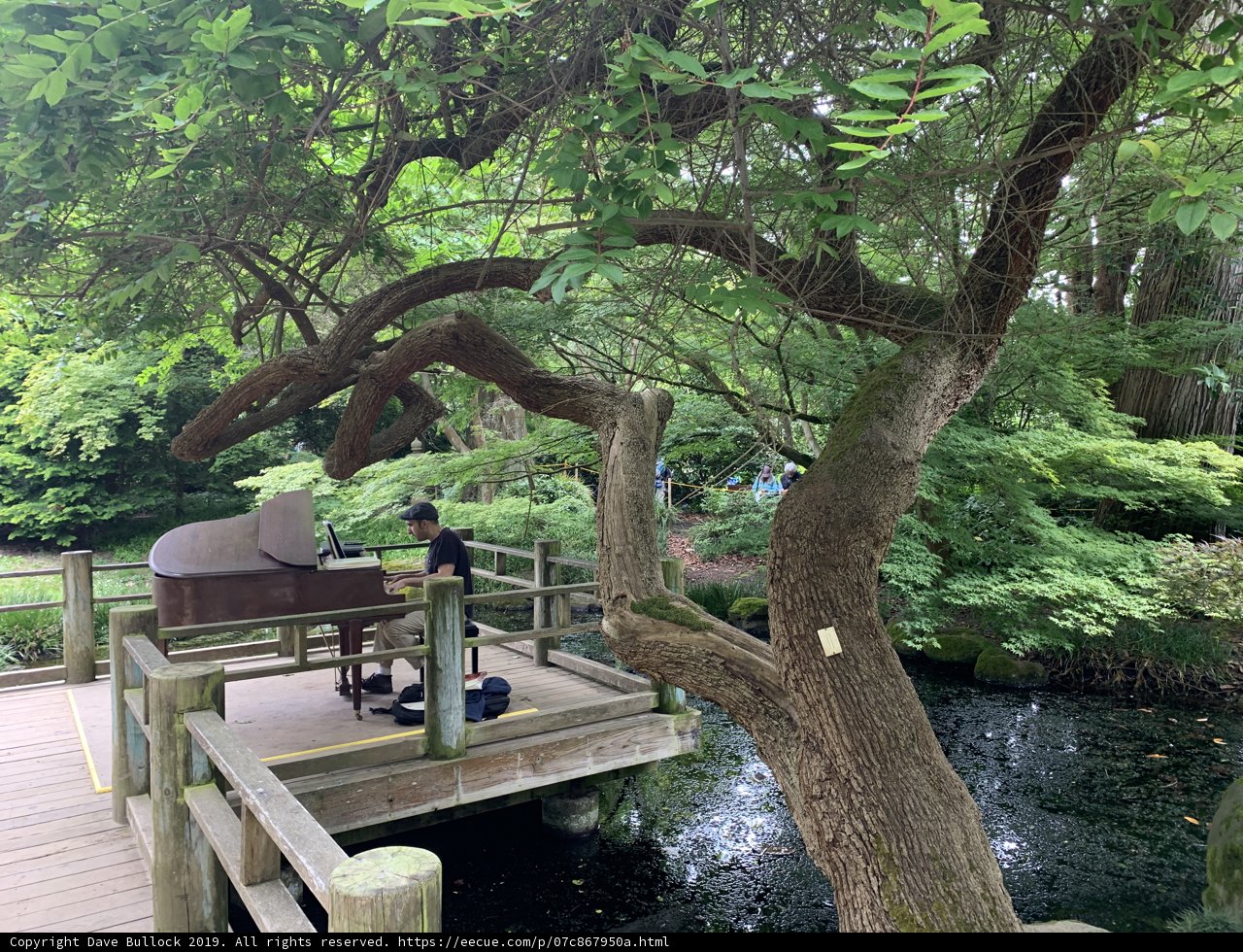 Piano Serenade on the Pond Bridge