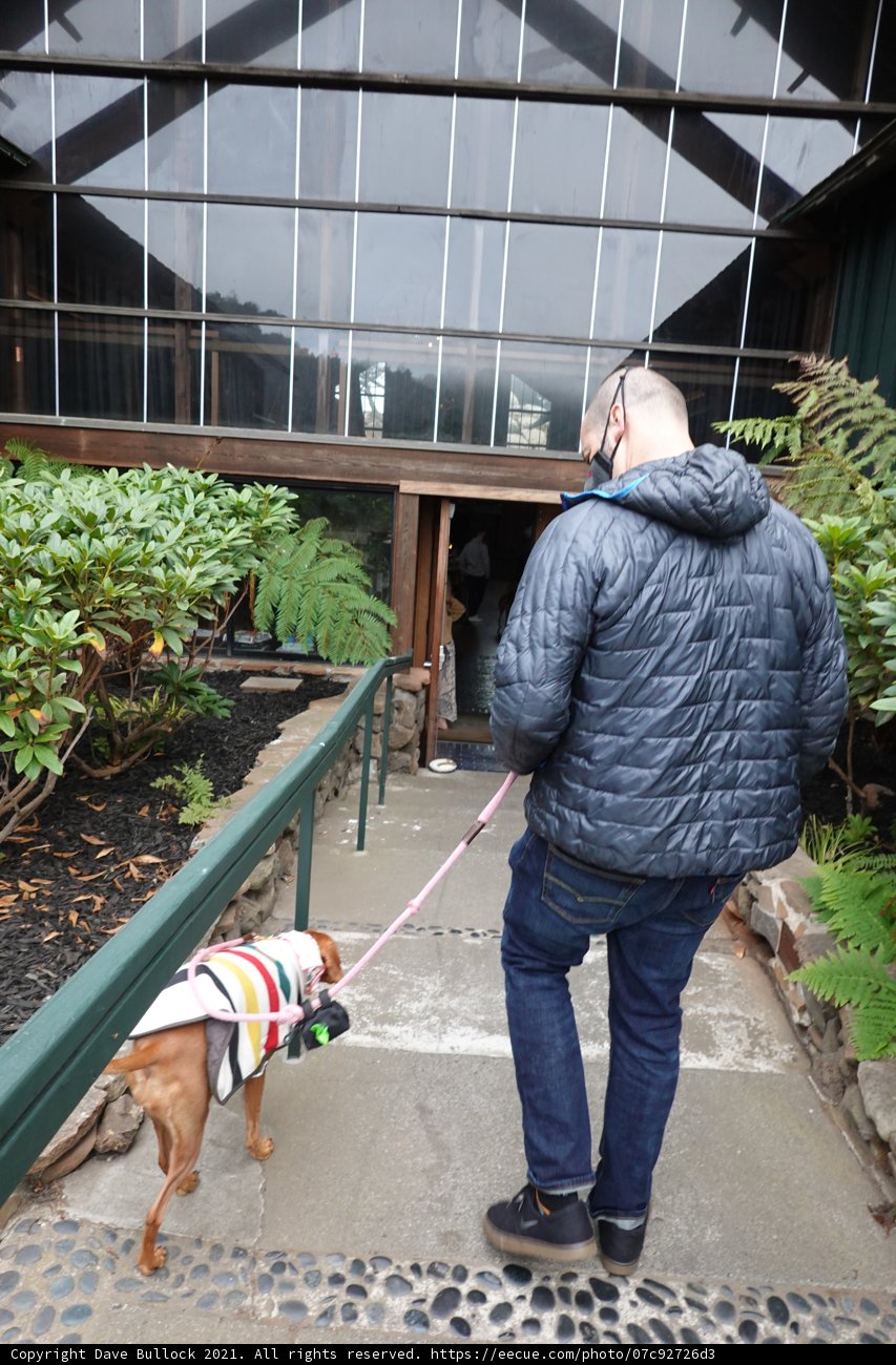 Man Walking His Dog on a Leash