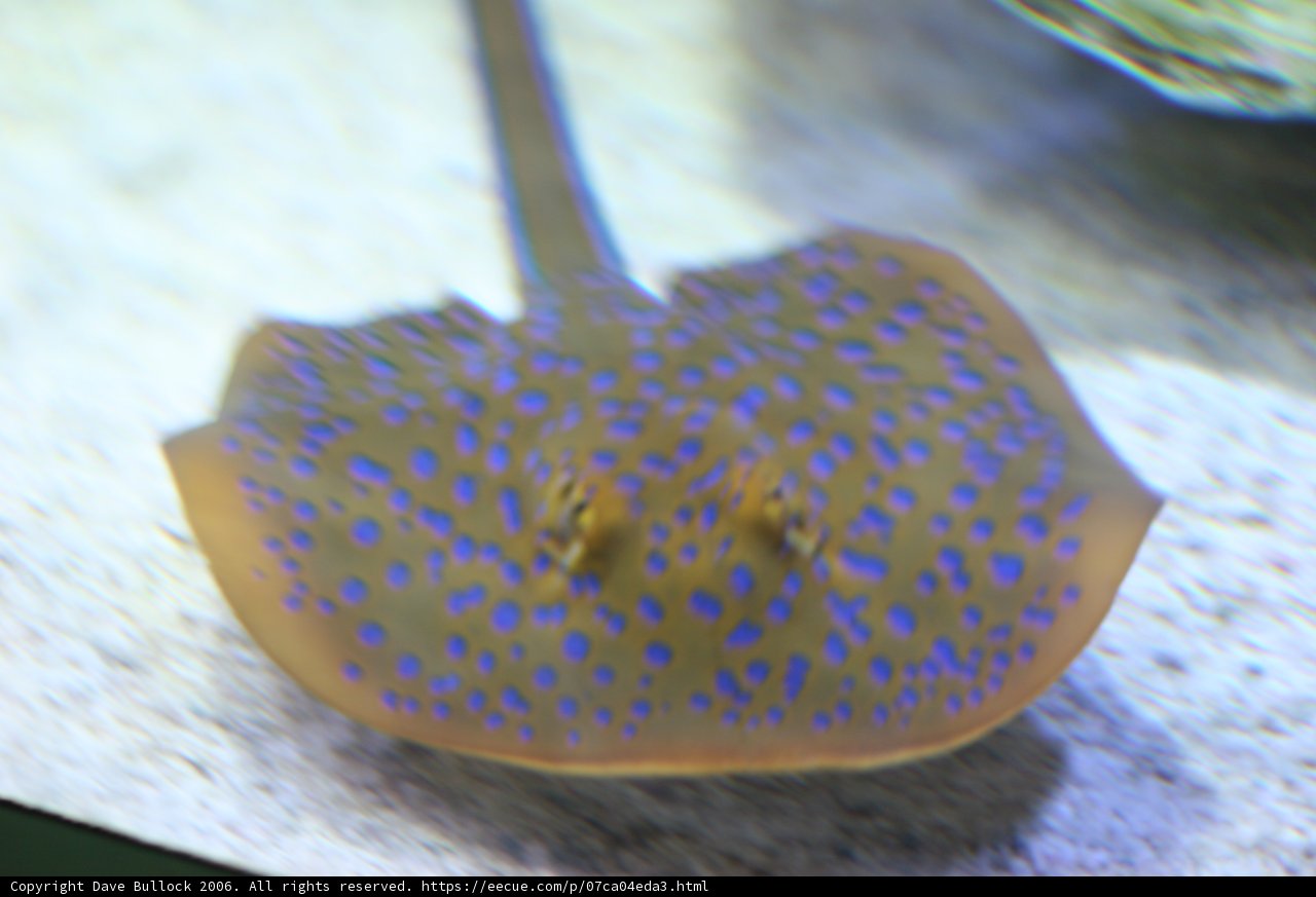 Blue and Brown Spotted Fish in an Aquarium