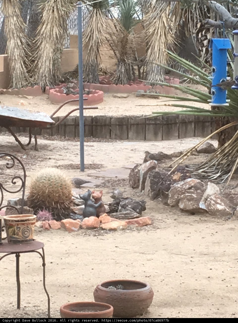 Desert Oasis