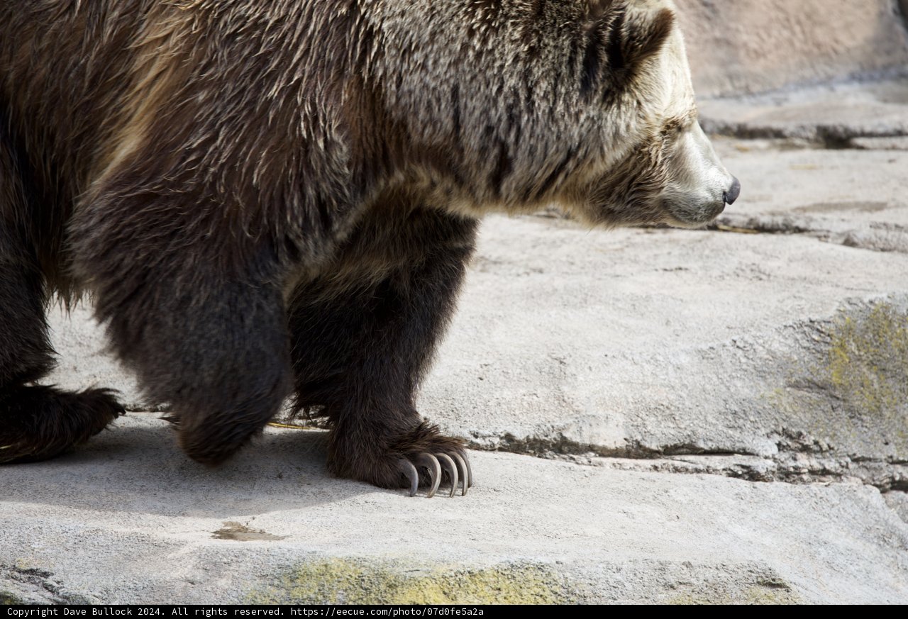 Majestic Afoot at SF Zoo, 2024