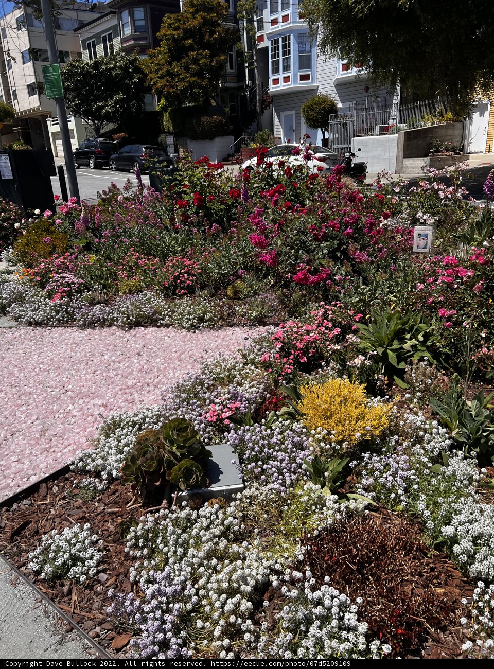 A Colorful Oasis of Flowers in San Francisco