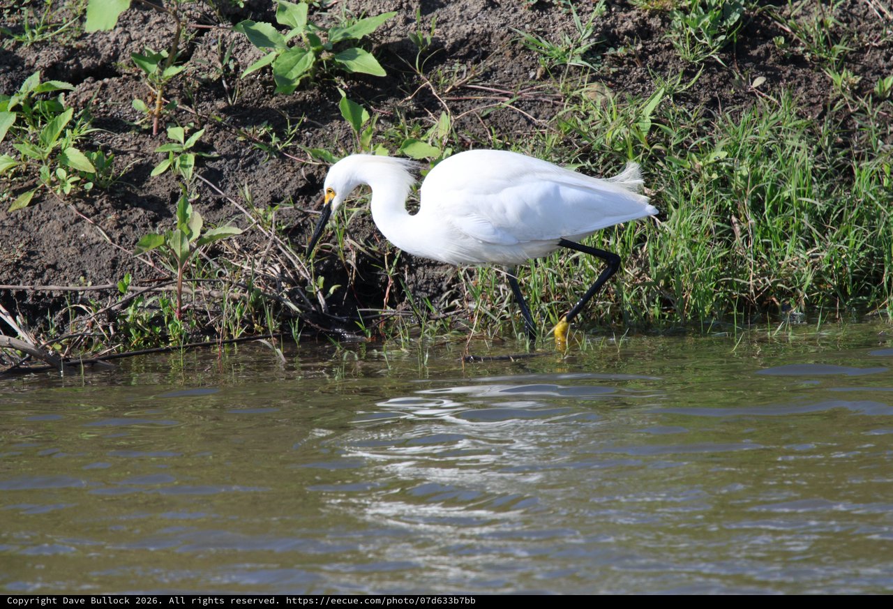 Snowy Egret Foraging Along Wetland Shore