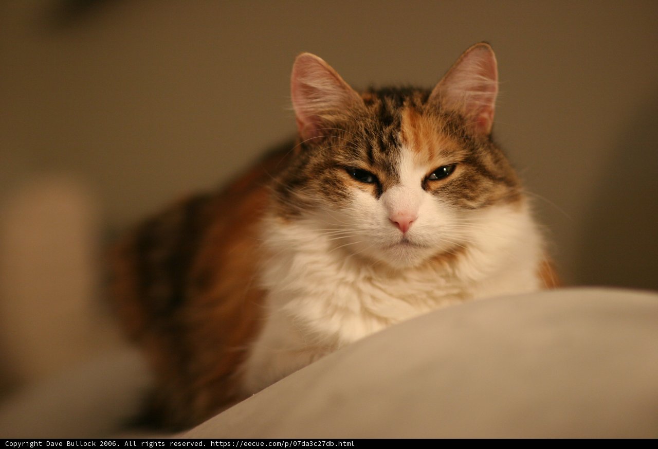 Couch Companions