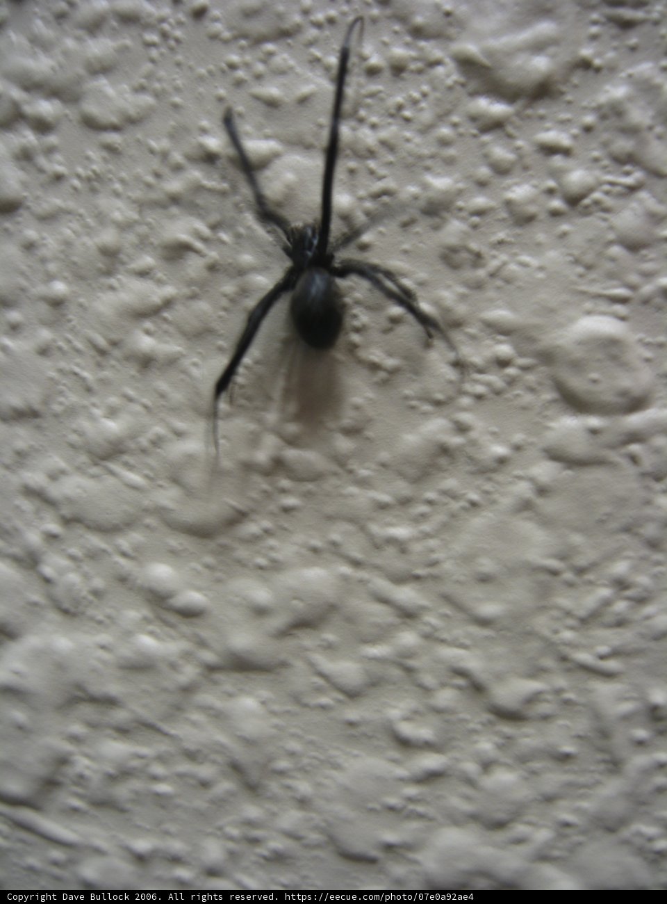 Black Widow on the Wall