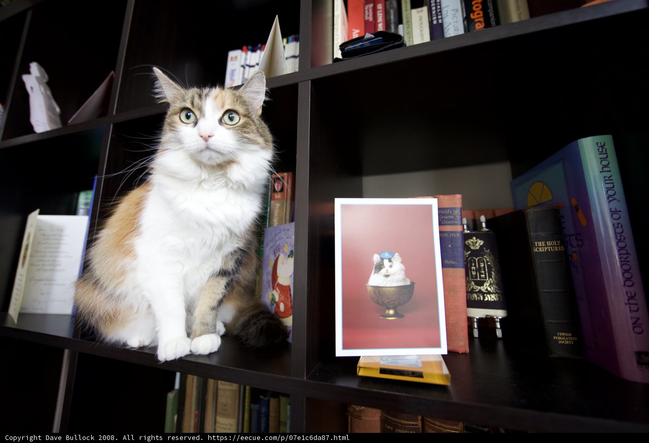 Shelf-Sitting Cat
