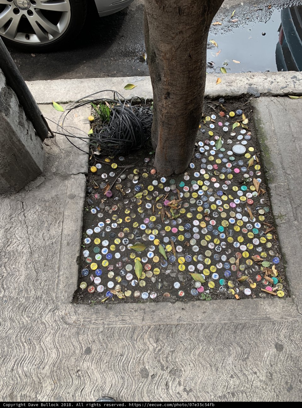 Coin-filled Tree in the Urban Jungle