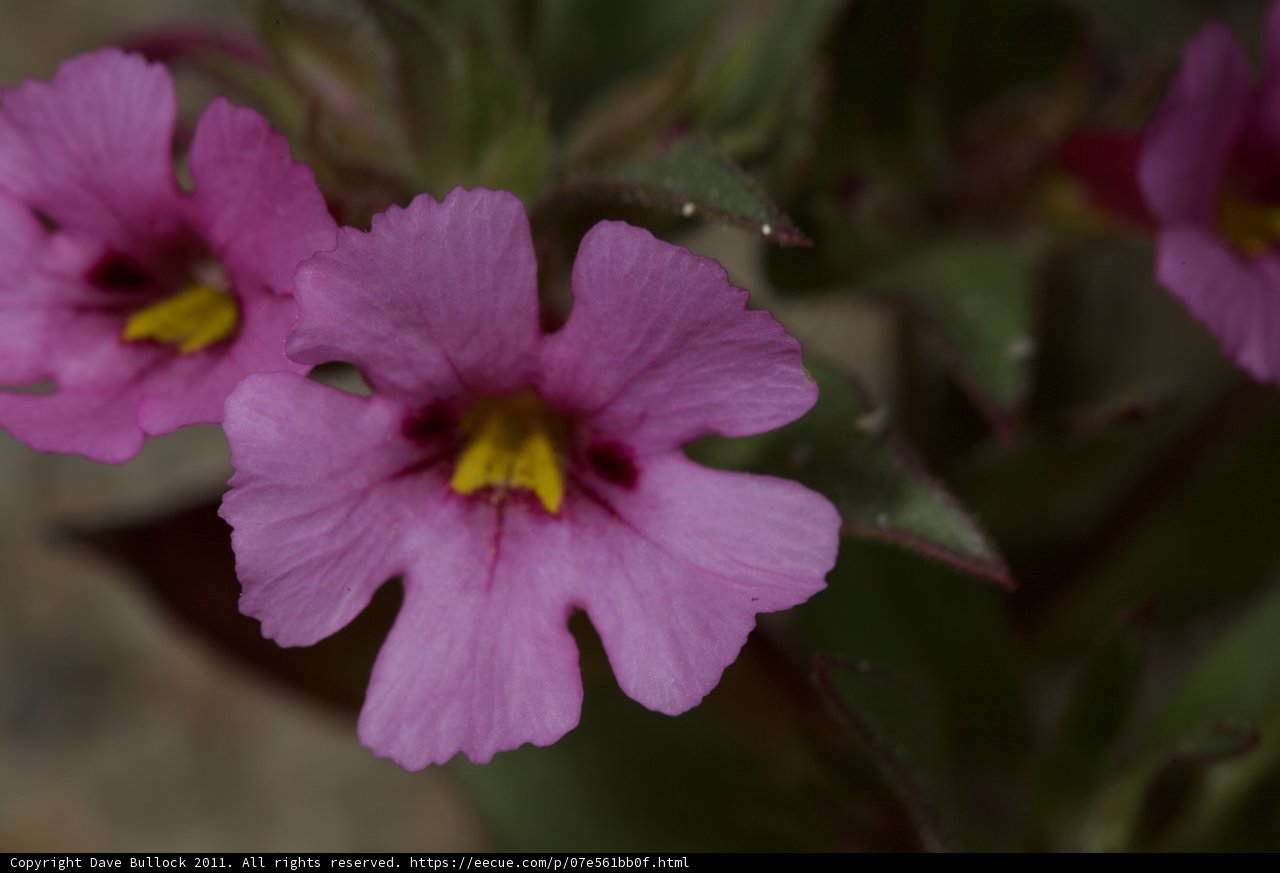 Pink Blooms Bursting with Color