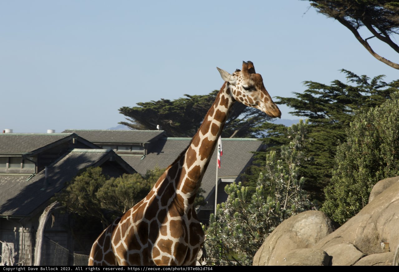 The Urban Safari: A Majestic Encounter