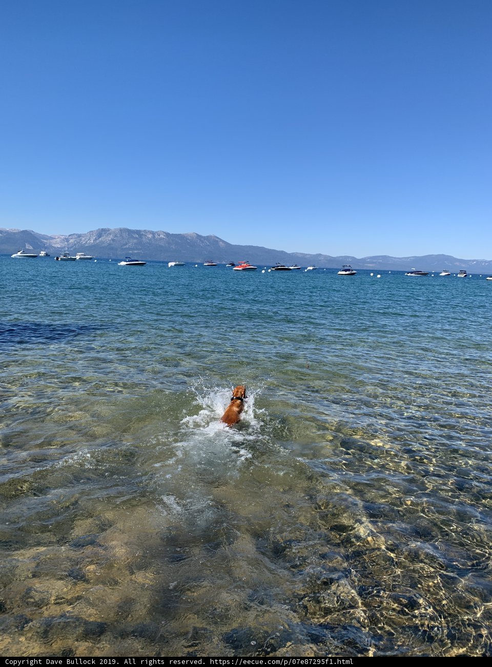 Playful Pup Takes on the Watersports