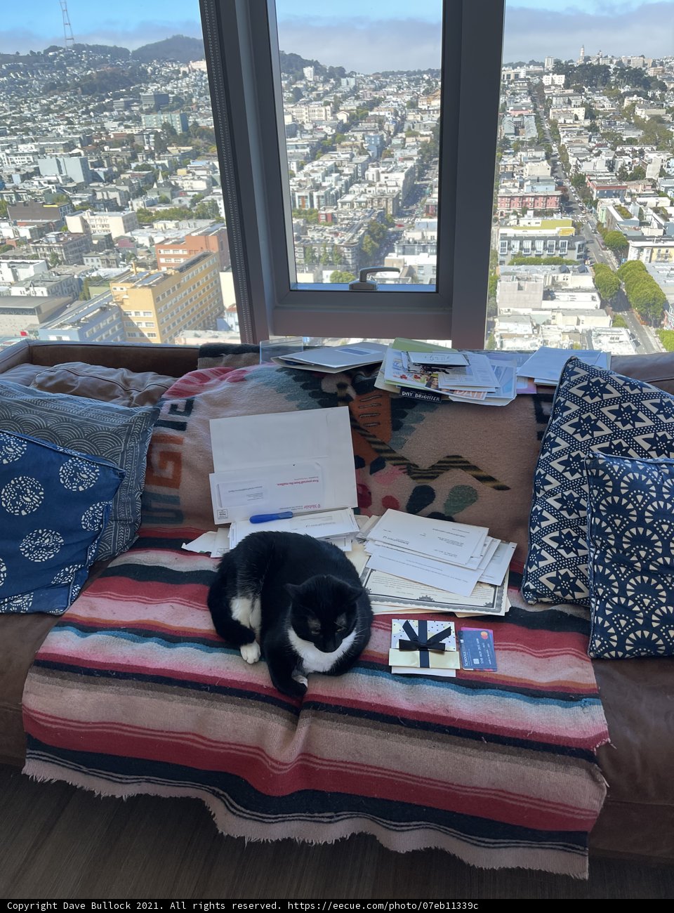 Cozy Cat Nap