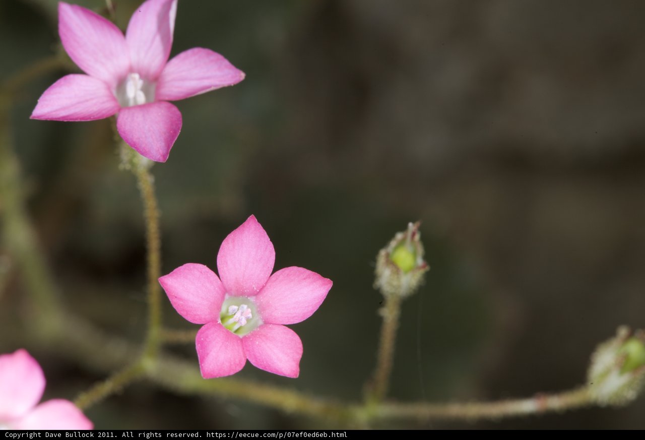 Geranium Flowers with Green Leaves