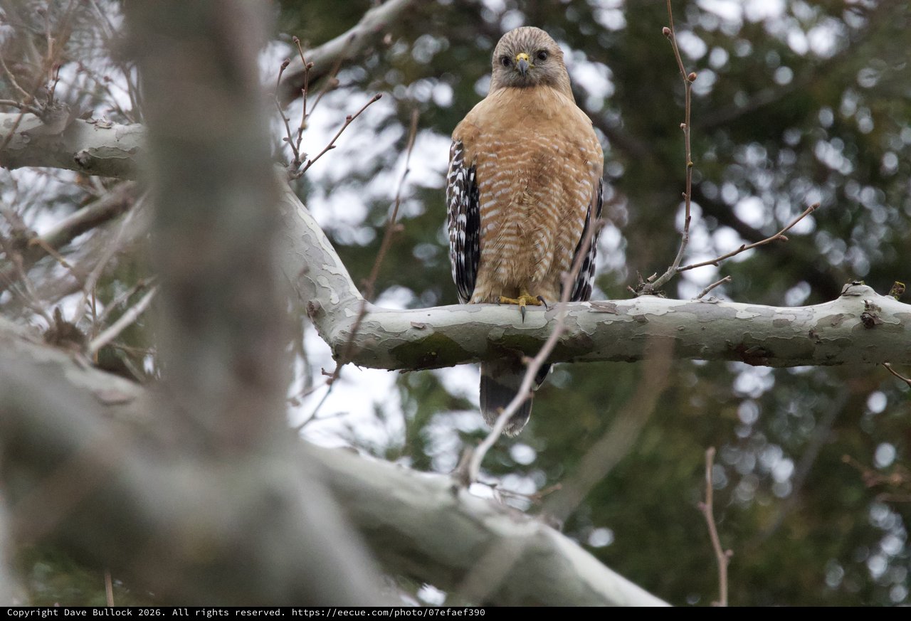 Red-Shouldered Hawk Perched on Winter Branch