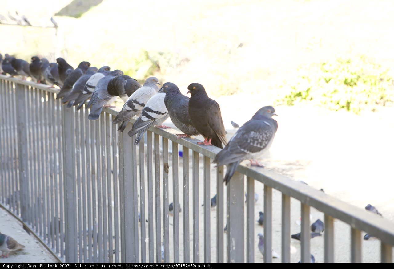 Flock of Feathered Friends