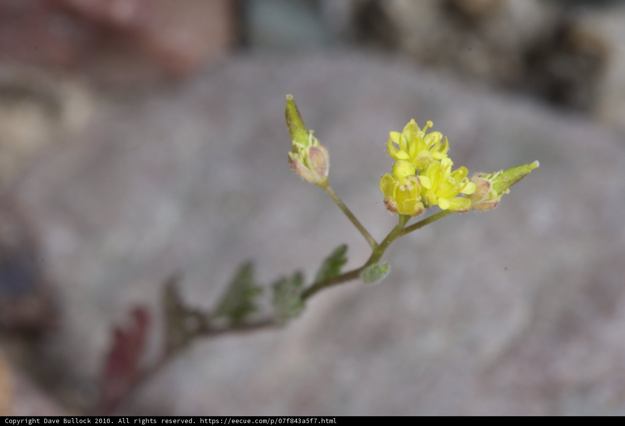 A Lone Yellow Blossom