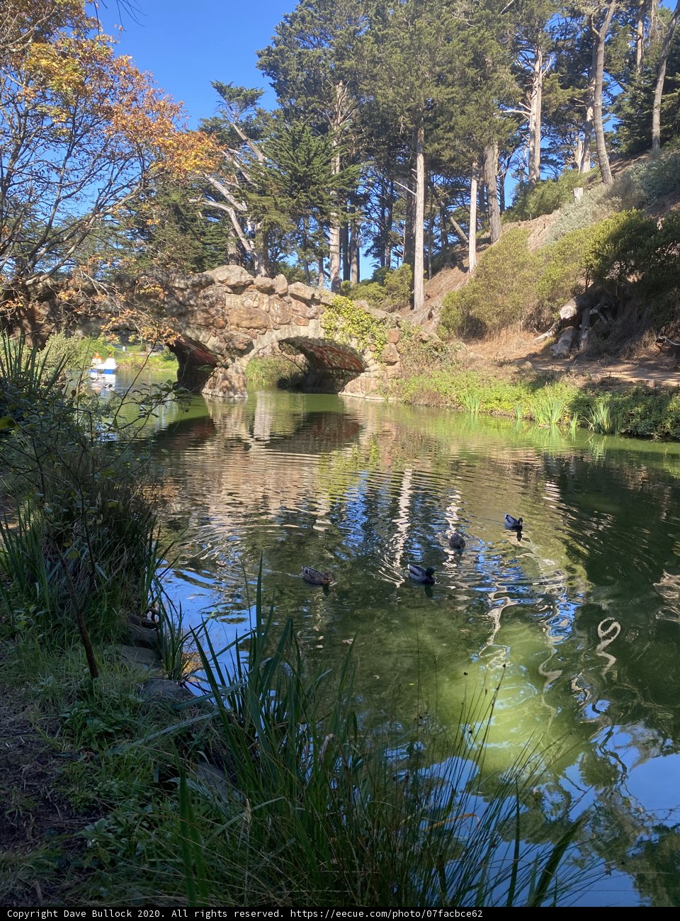 Ducks and Trees at Golden Gate Pond