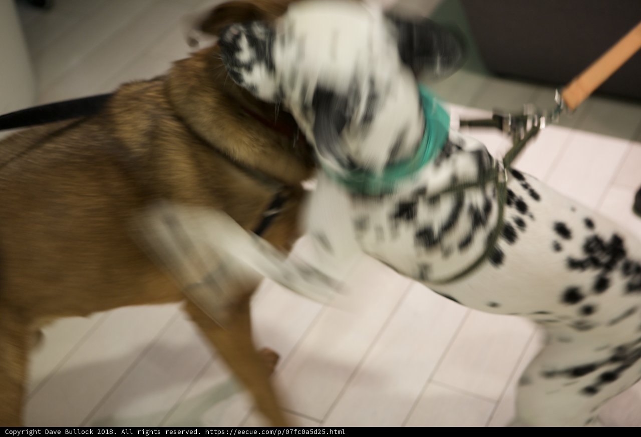 Canine Clash
