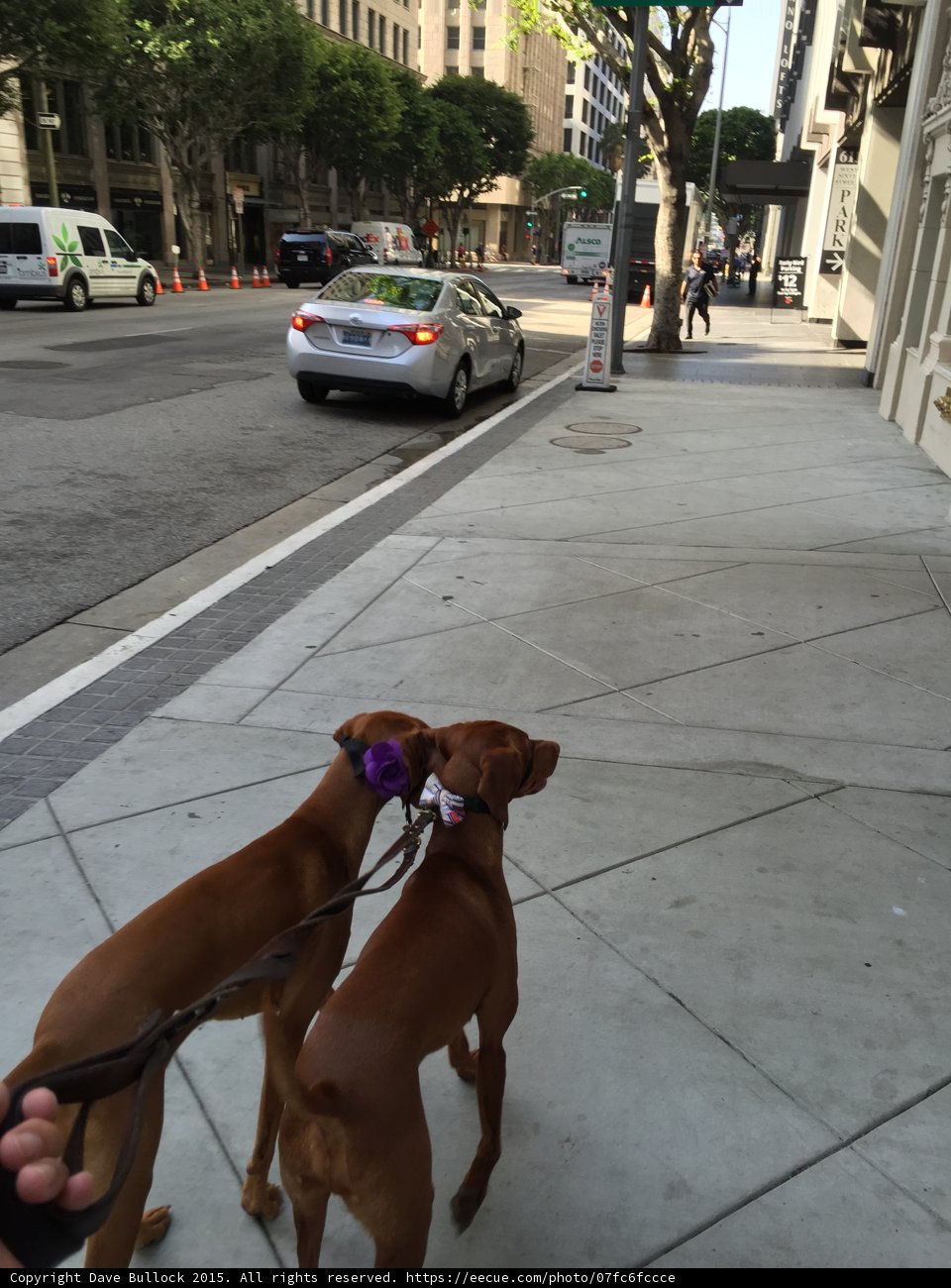 Two Canines on a Sidewalk Stroll