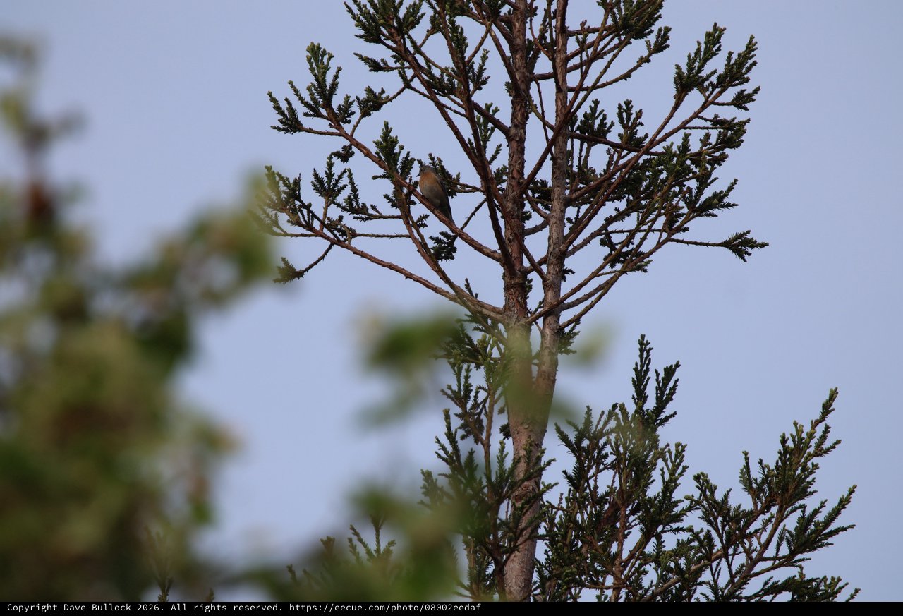 Cedar Waxwing Perched in Conifer Tree at Dusk