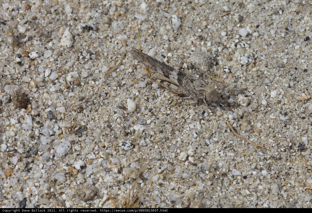 Cricket in the sand