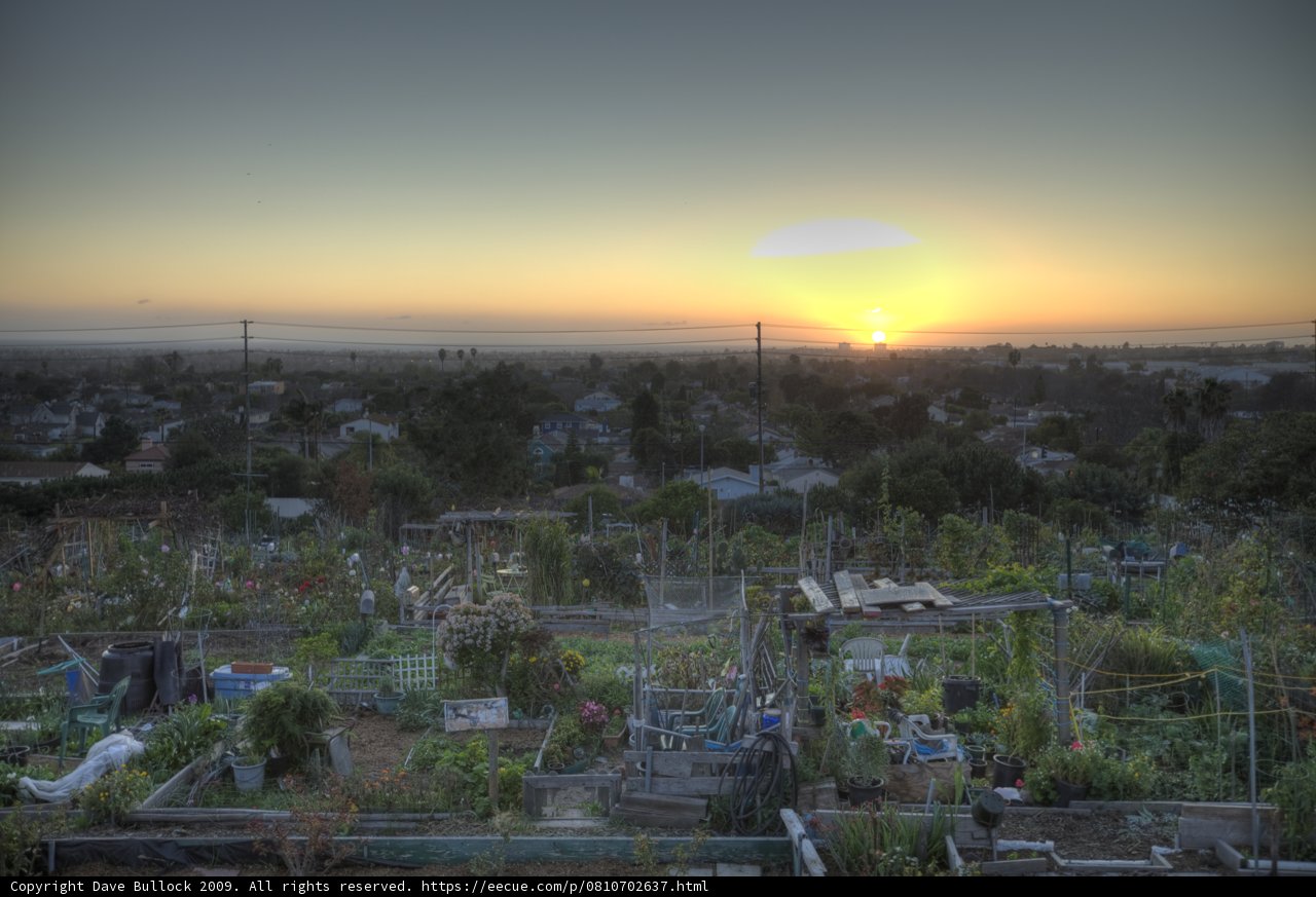 A Garden Amongst the Skyline