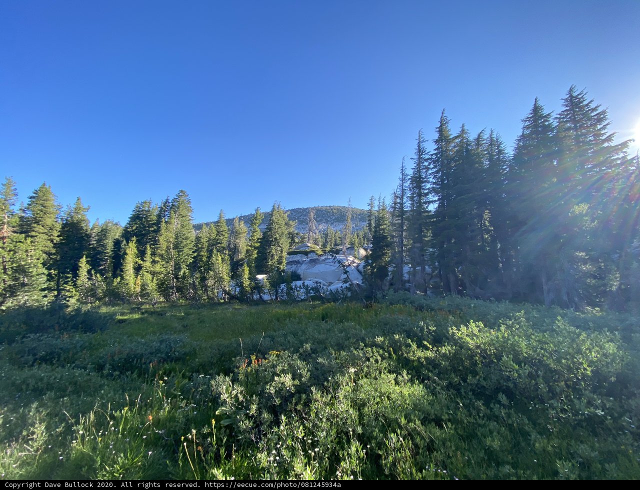 Majestic Conifers in Desolation Wilderness
