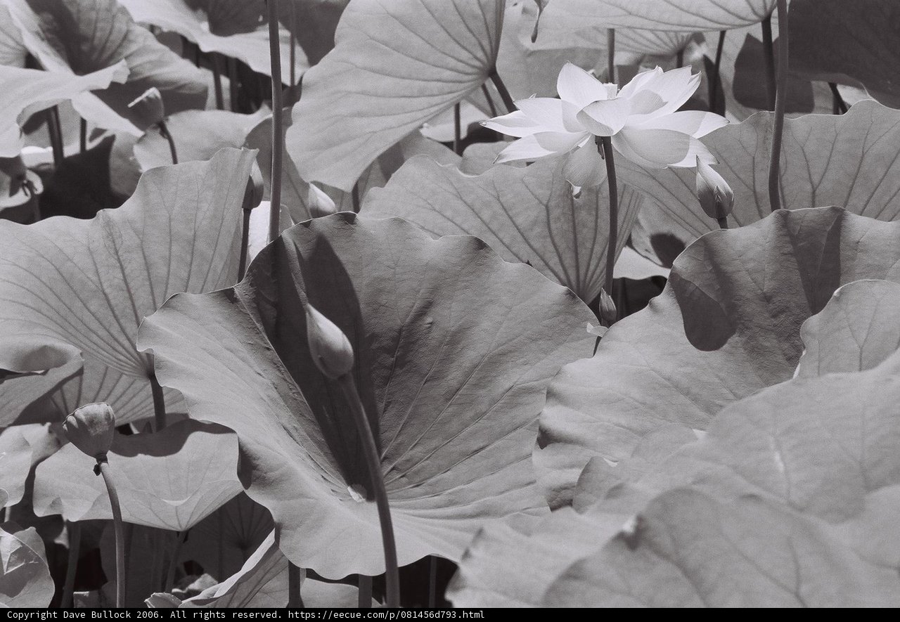 Serenity in Shades of Gray
