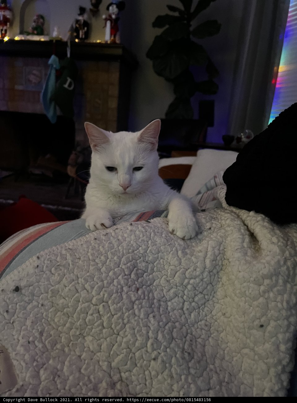 Content Cat on the Couch
