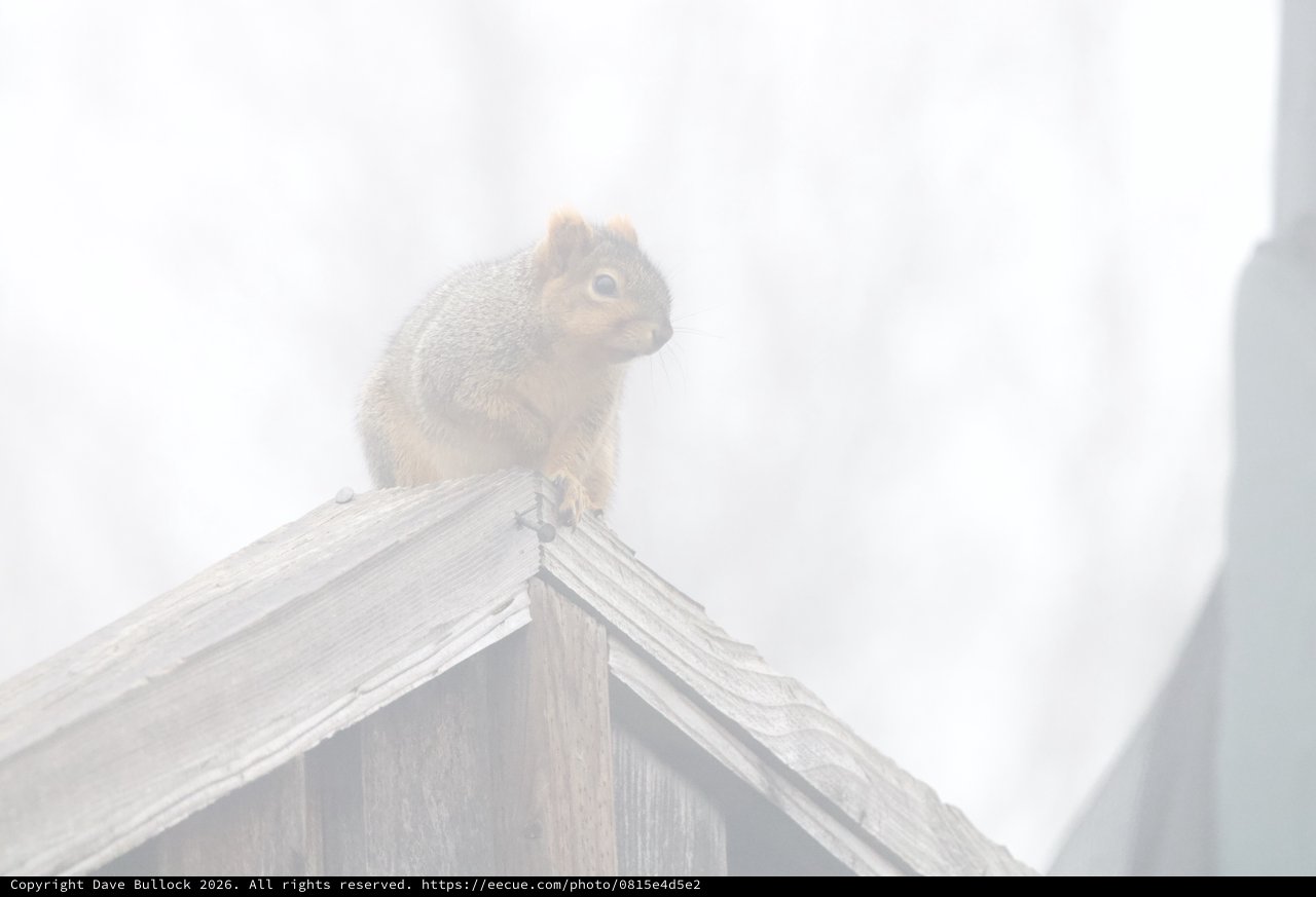 Curious Squirrel Perched on Wooden Structure in Fog