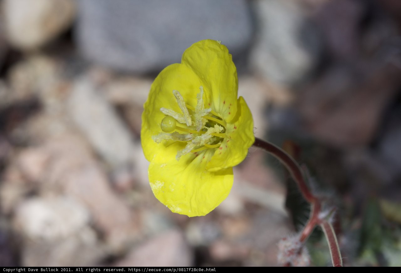 Sunny Geranium Bloom