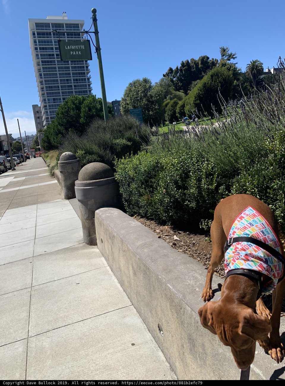 Colorful Canine on City Sidewalk