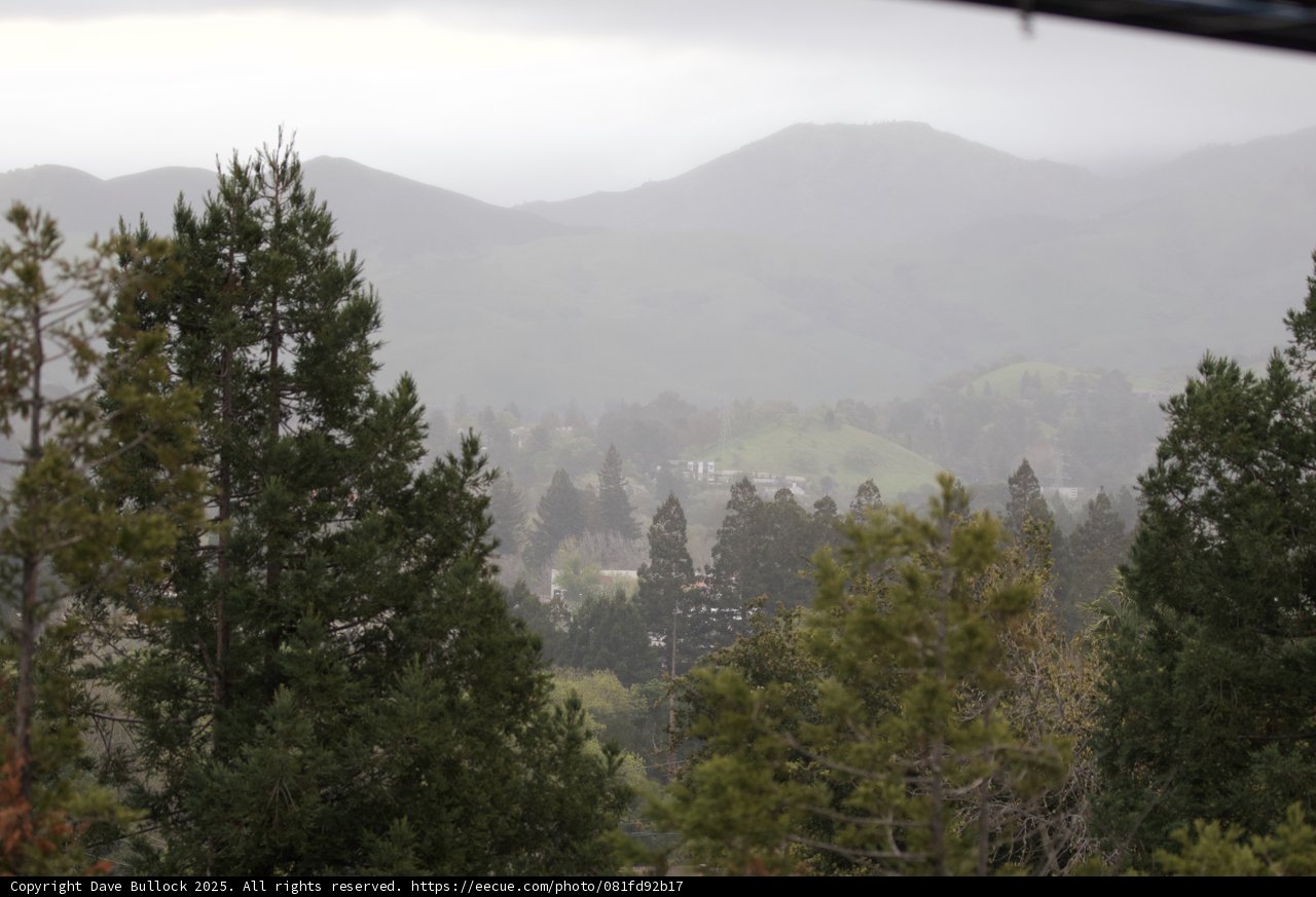 Serenity Among the Conifers