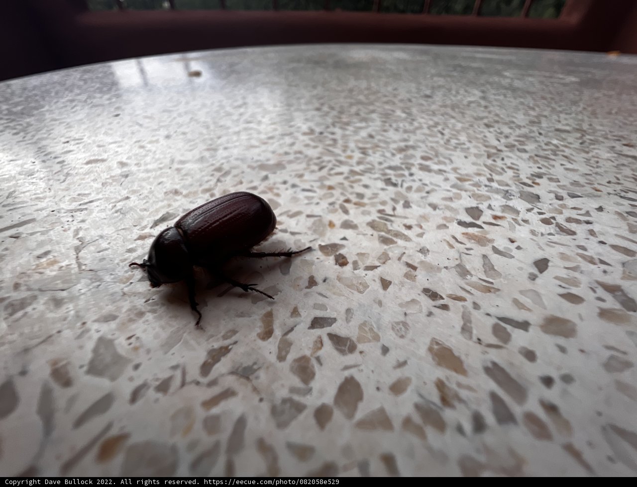 Desert Dung Beetle