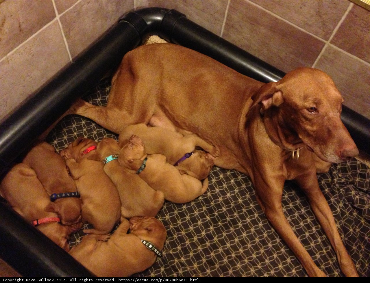 Snuggled Up: Naptime with the Pups