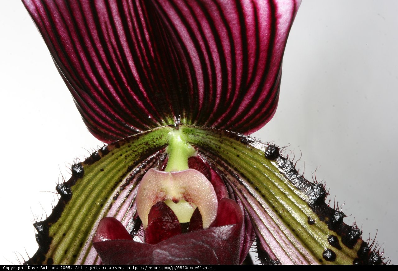 Vibrant Orchid Close-Up