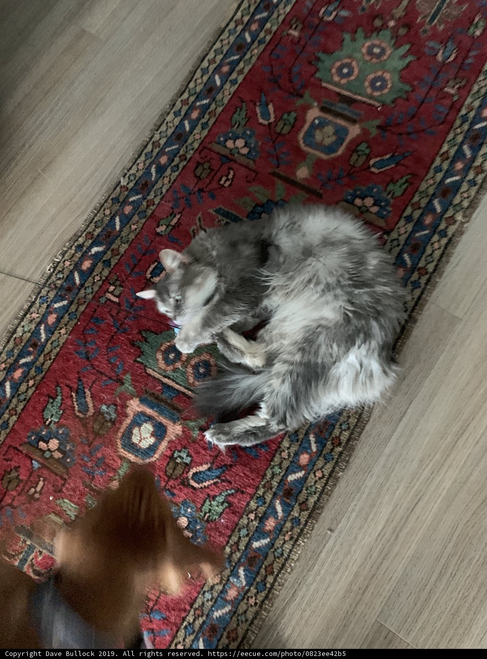 Furry Friends at Home