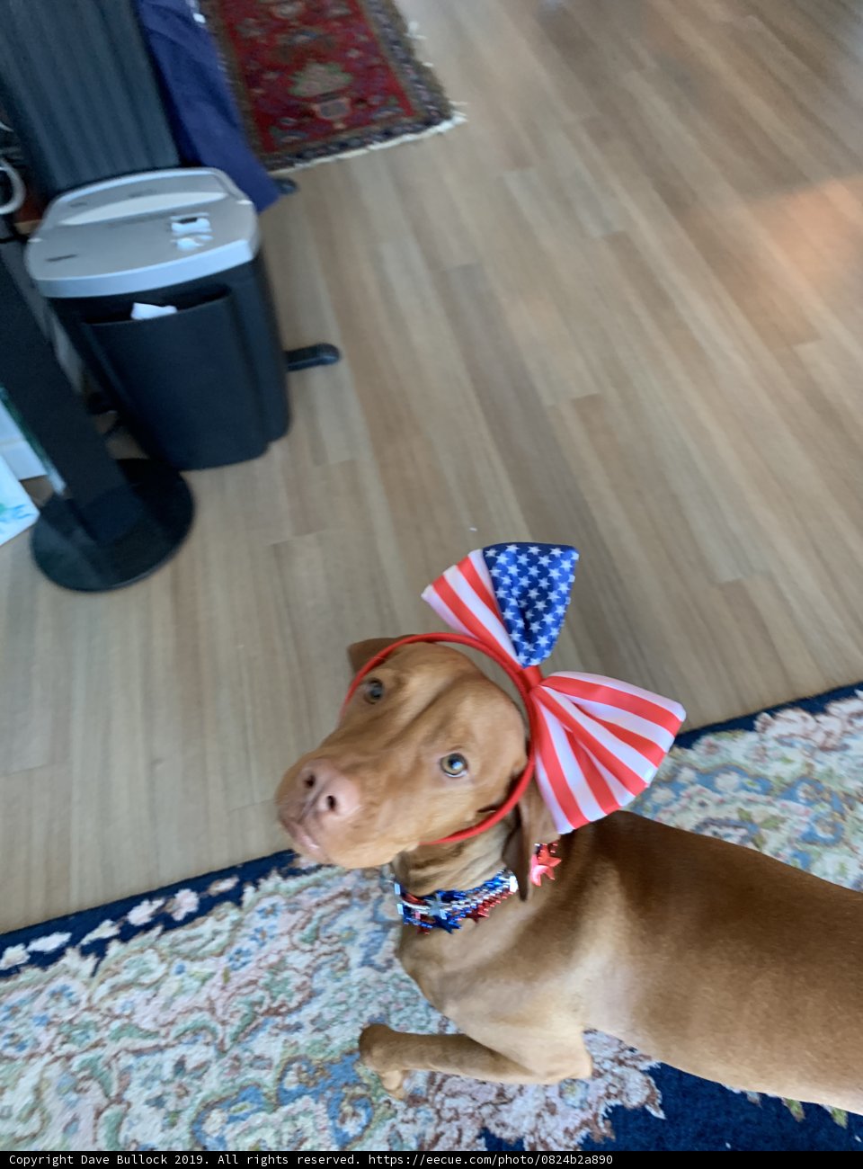 Patriotic Pup