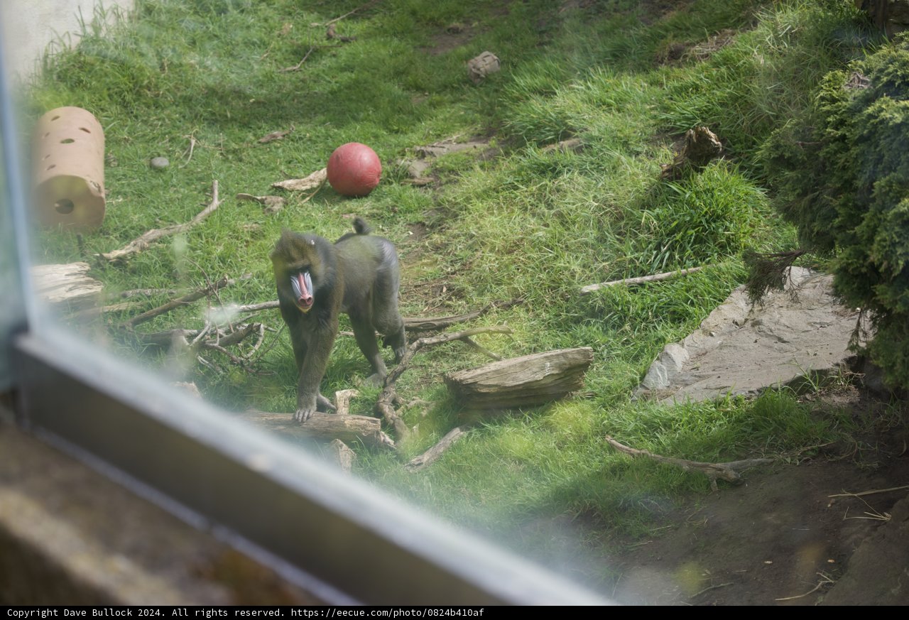 Primate Perspective at the SF Zoo