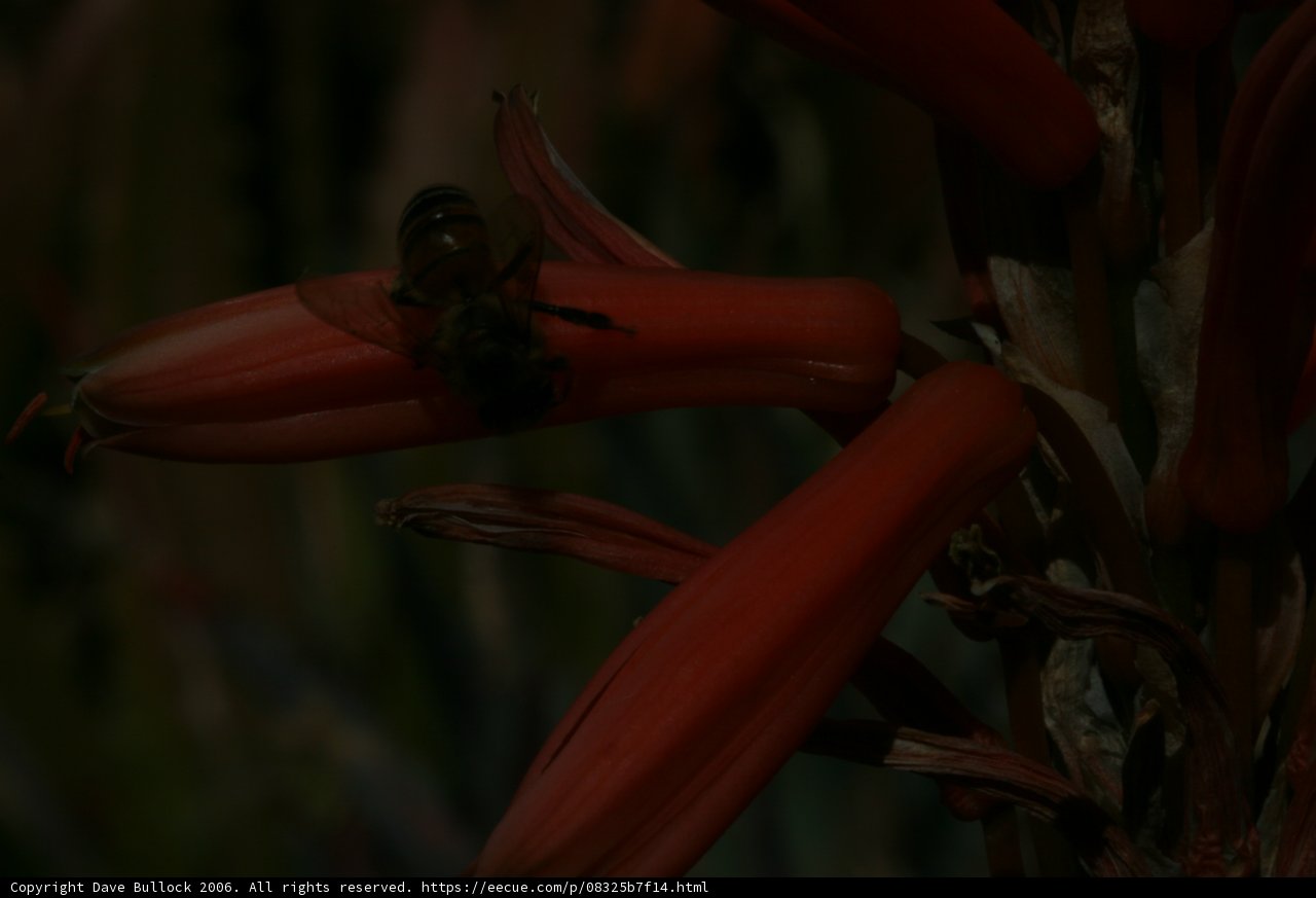 Bee on a Red Flower