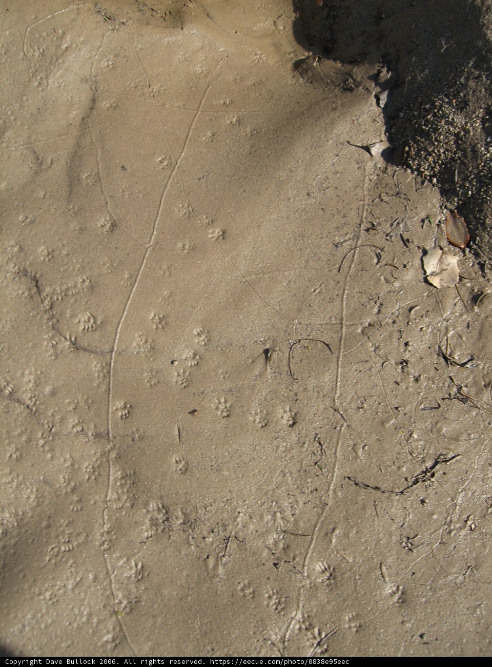 Traces of Nature