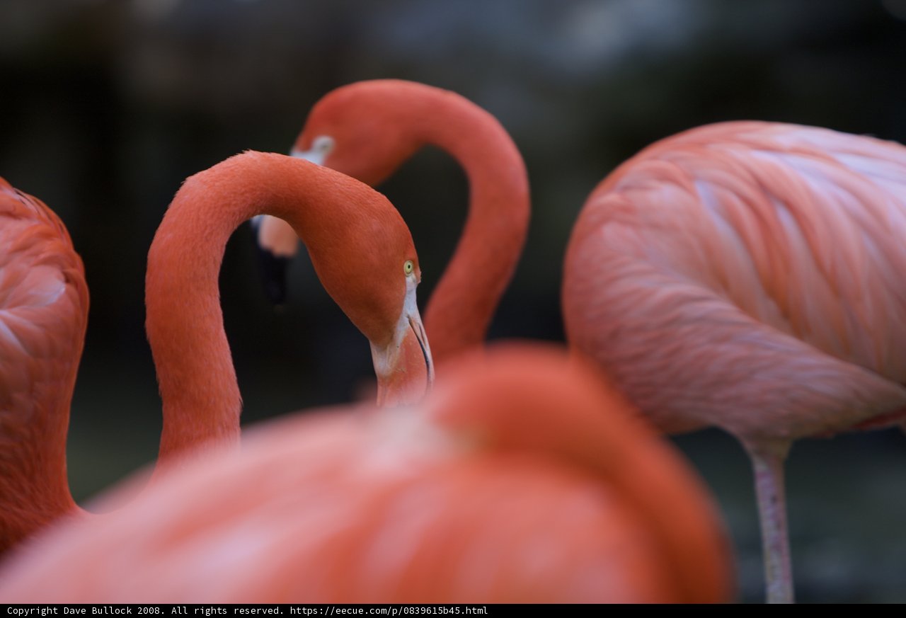 Flocking Flamingos