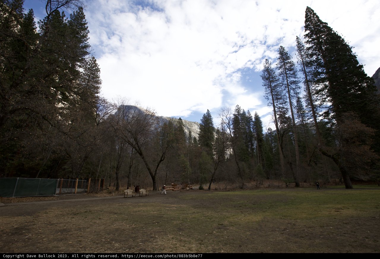 Timeless Moments in the Yosemite Fir Grove