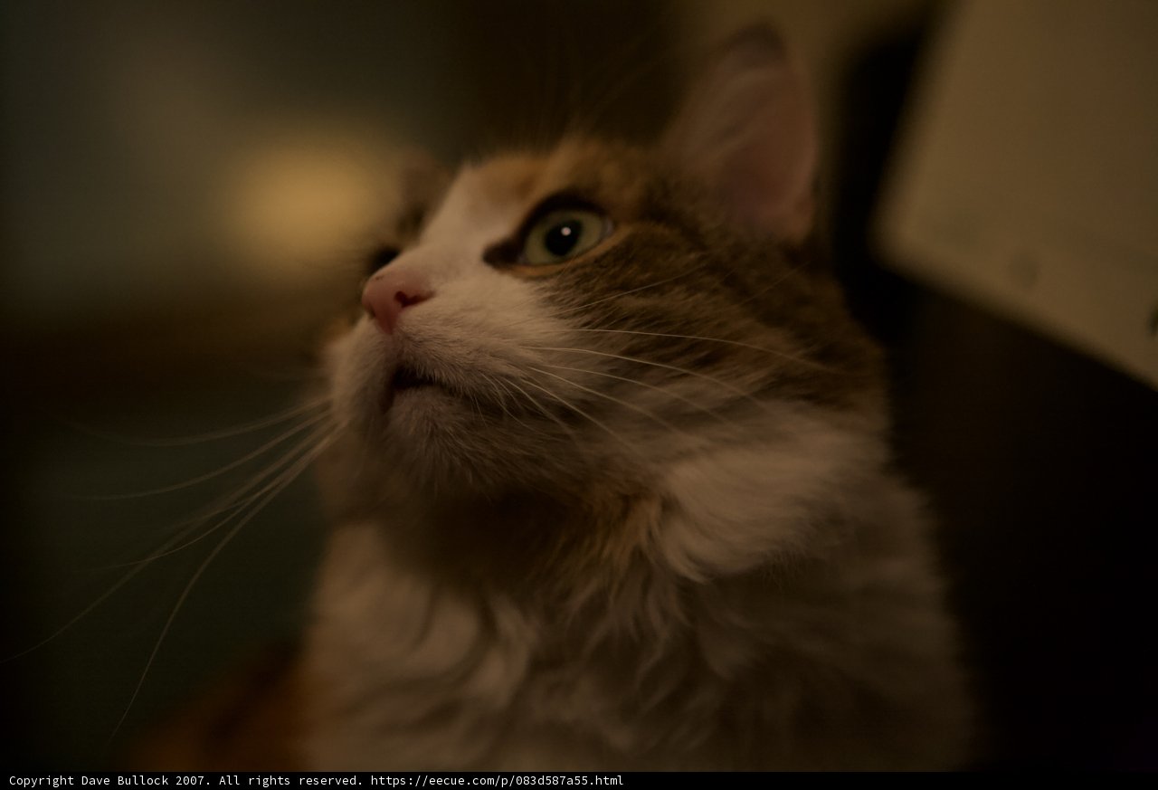 Nighttime Curiosity