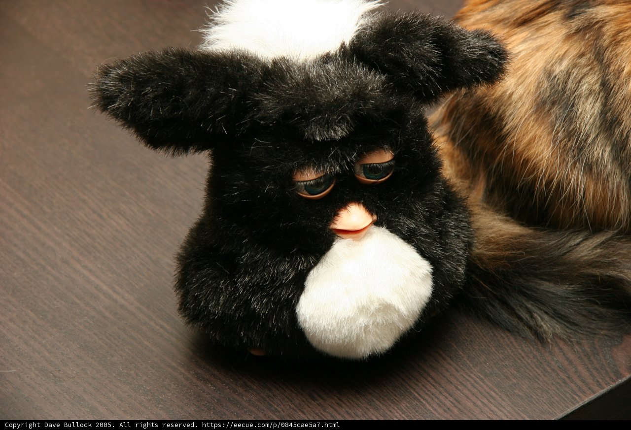 Black and White Plush Bear